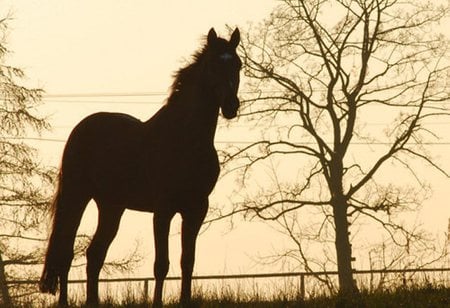 Evening on pasture - horse, animal, cavalo