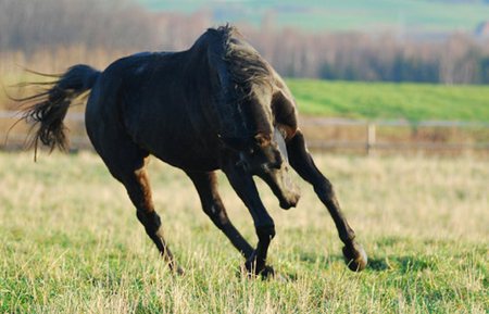 Fun - cavalo, animal, horse