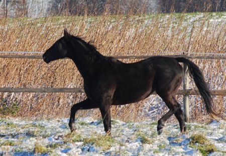 Horse - horse, animal, cavalo