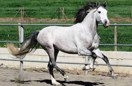 Andalusian - animal, andalusian, cavalo, horse