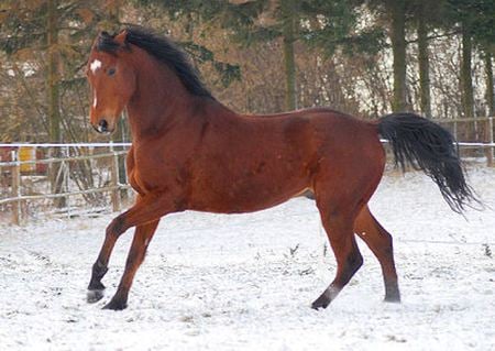 Horse Show - cavalo, animal, horse