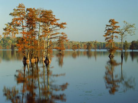 cypress trees bathed in morning light  horseshoe lake  illinois - lake, landscape