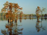 cypress trees bathed in morning light  horseshoe lake  illinois