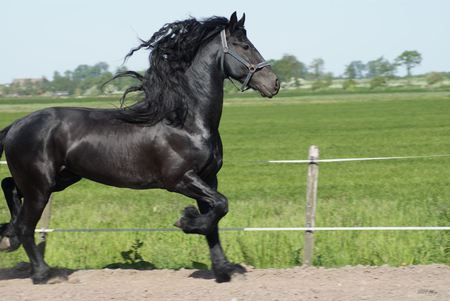 Black Friesian - black, animal, friesian, cavalo, horse