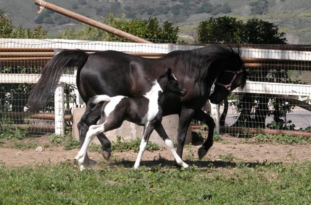 Horses - horses, animals, cavalo, friesian, black