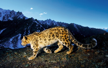 SNOW LEOPARD PROWL - art, leopard, mountain, alps, digital