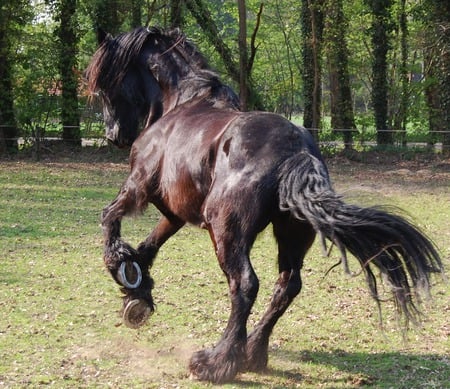 Horse - horse, animal, cavalo, friesian, black