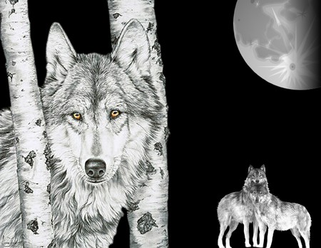 wolfs in black and white