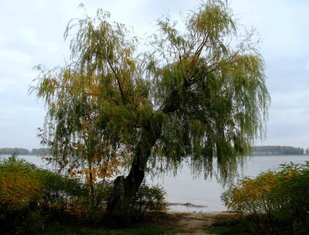 Tree - nature, trees