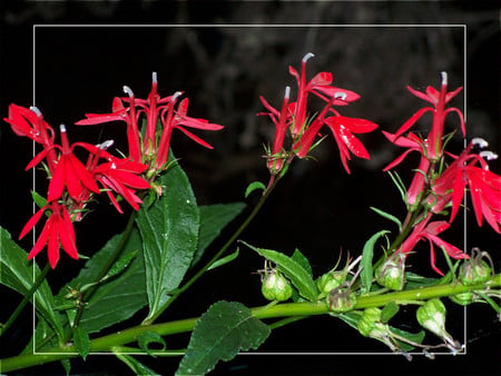 Red flowers - flowers, red