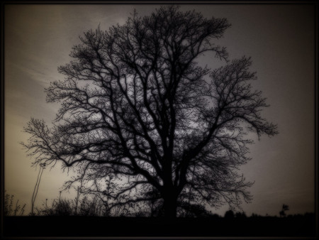 Mistery tree - nature, trees