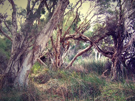 Forest - painting, forests