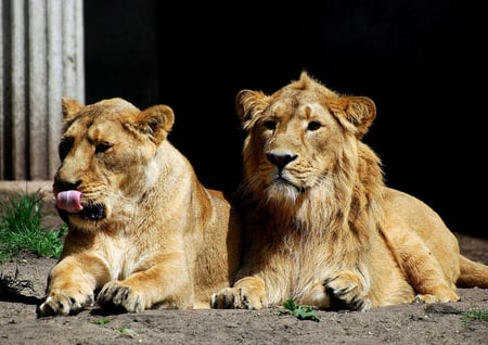 asian lions - from zoo, asian