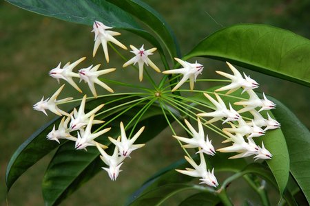 Hoya floribundum - white, scented, hoya, asclepiad, flower