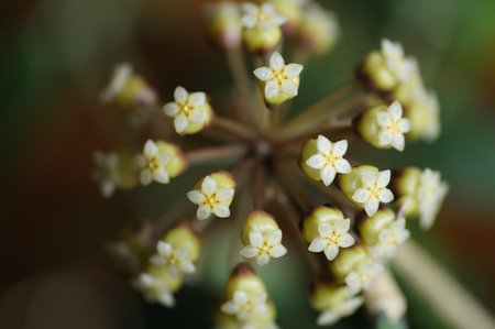 Hoya finlaysonii - white, scented, hoya, asclepiad, flower