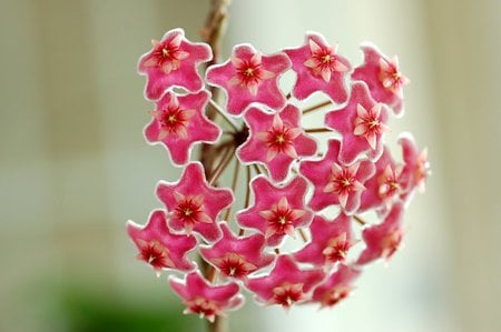 Hoya pubiocalyx - hoya, asclepiad, scented, fragrant, flower, pink