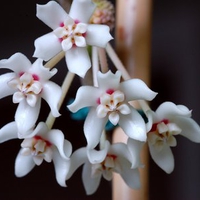 Hoya australis