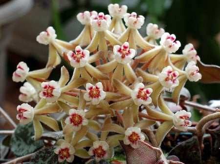 Hoya curtisii - white, scented, hoya, asclepiad, flower