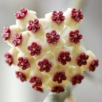 Sweet heart Hoya (Hoya kerrii)