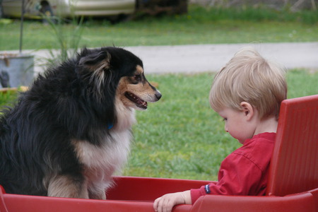 looking after my best friend - dog, little boy