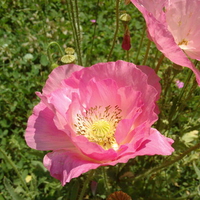 pink poppy