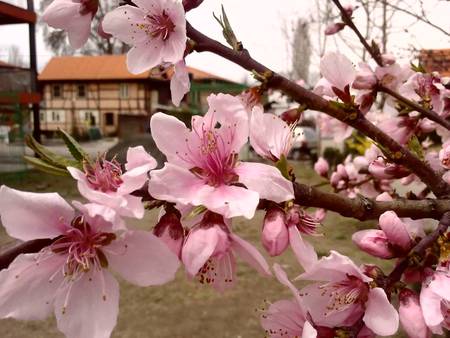 peach-blossoms - peach, beautiful