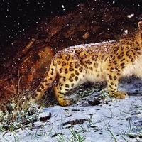 SNOW FLURRY LEOPARD