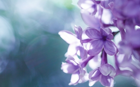 Syringa - syringa, flower, purple, nature