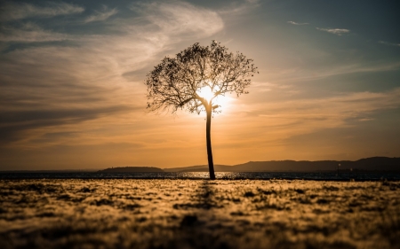 Sunset Tree - tree, nature, sunset, grass