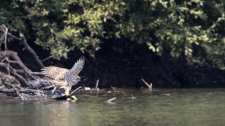 Hawk - hawk, animal, fish, food, nature