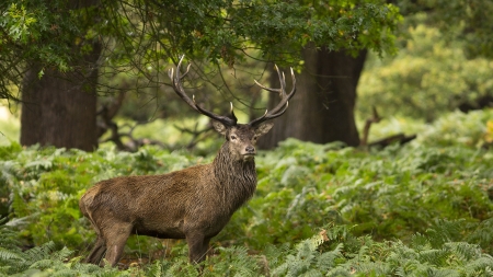 Carpathian Stag - cerb, romania, carpatin, minunatul