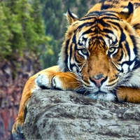 beautiful bengal tiger