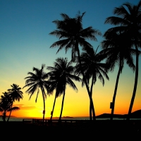 Palm Trees in Sunset