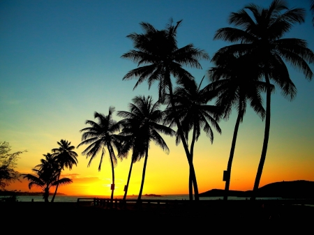 Palm Trees in Sunset - nature, sunset, palm, trees