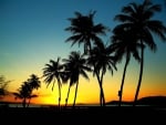 Palm Trees in Sunset