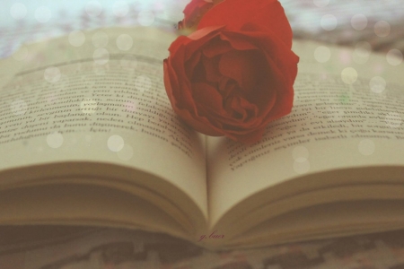 Red - flowers, photography, red, book