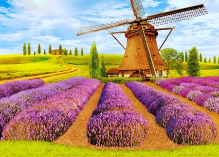 Mill in lavender field - sky, peaceful, summer, field, mill, wind, art, beautiful, house, lavender