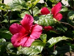 Hibiscus