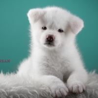 Japanese Akita