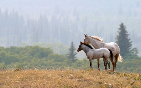 White Horses in a Field - horses, field, animals, nature