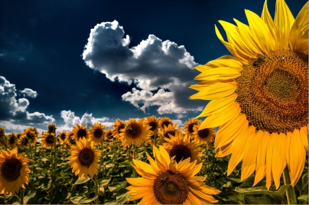 Sunflowers - yellow, blossoms, petals, clouds, leaves, flowers