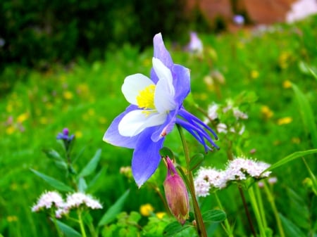 Columbine - garden, flower, petals, plant, blossom, blue