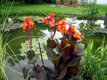 Cannae - blossoms, garden, pond, plants, leaves