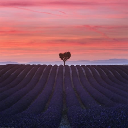 Nature - field, purple, tree, nature