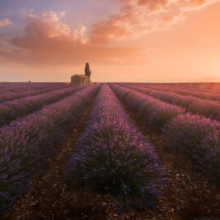 Nature - nature, purple, sky, field