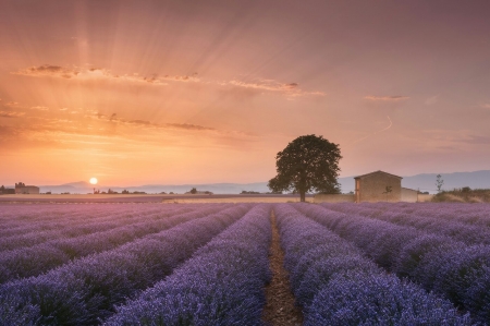 Nature - field, sky, purple, tree