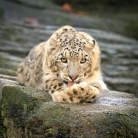 Snow leopard