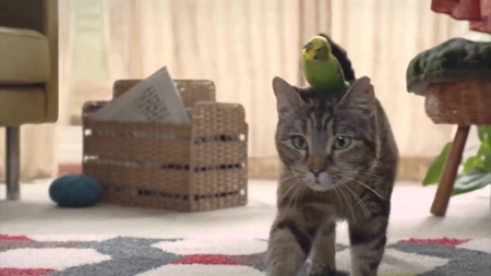 Best Buddies - advert, cat, budgie, friends