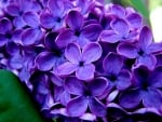 Purple lilac