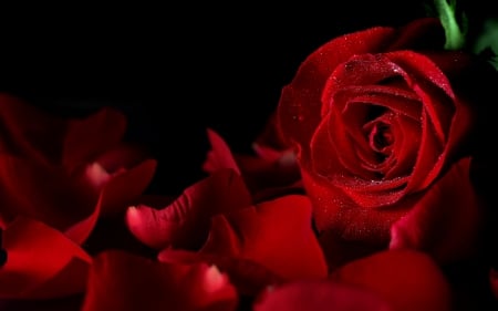 Red rose for you - flower, petals, red, red rose